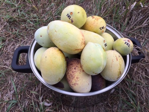 Pawpaws in a basket
