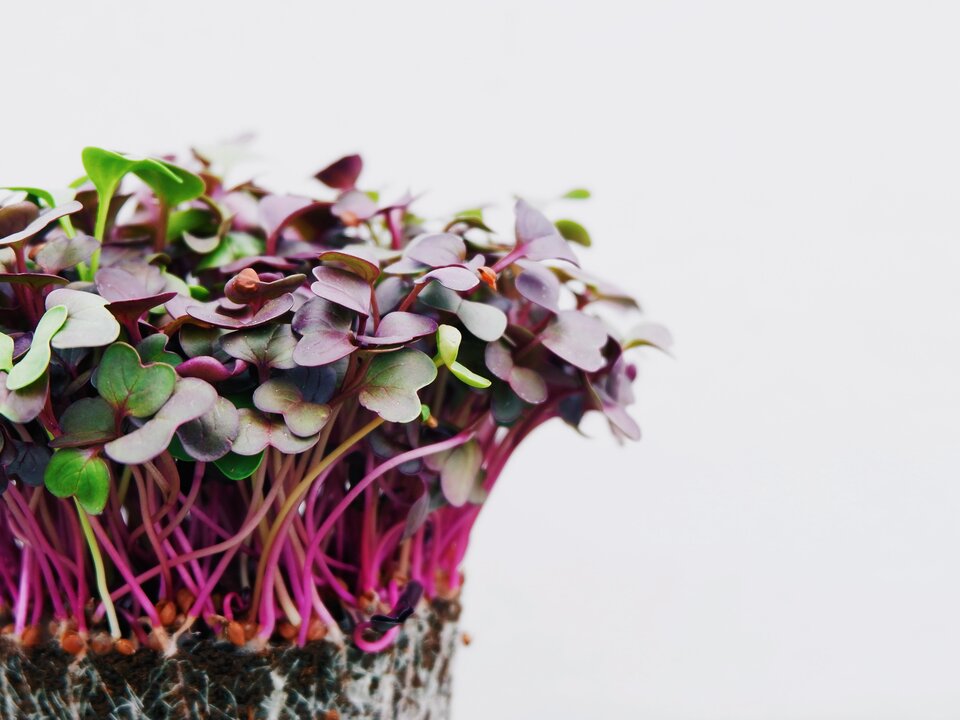 Potato and Radish Microgreen Salad