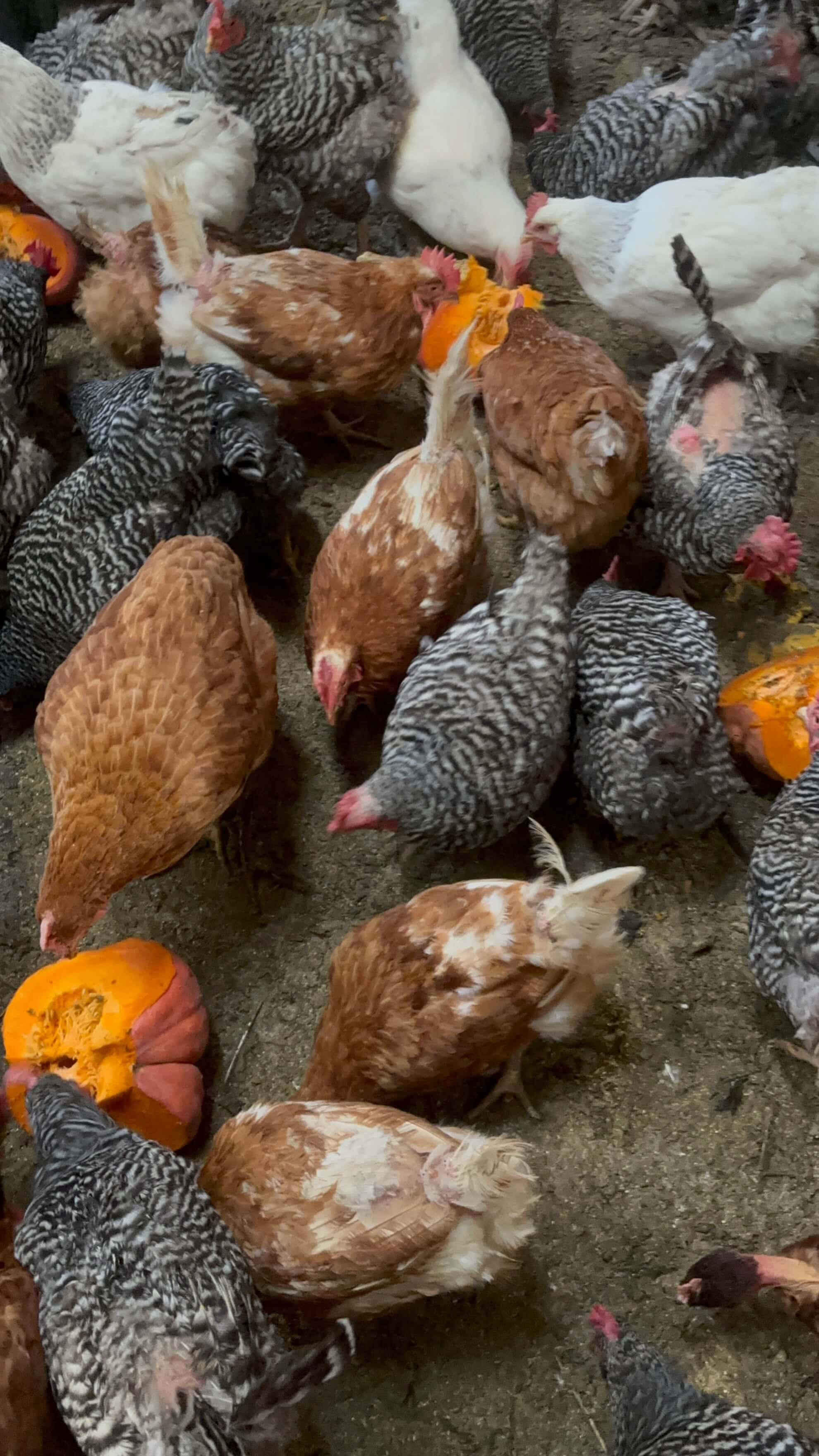 Tree in a Silo Farm Chickens