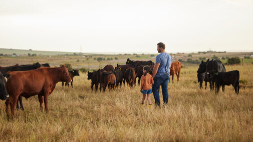 Man and child standing in a grassy field surrounded by grazing cattle.